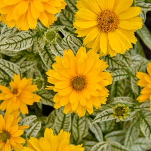 May include: A close-up of yellow flowers with white and green variegated leaves. The flowers have a bright yellow color and a central brown disk.