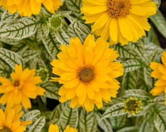 False Sunflower ‘Bit of Honey' - Golden Yellow Flowers atop white variegated leaves- Heliopsis Perennial- Attracts Birds and Pollinators