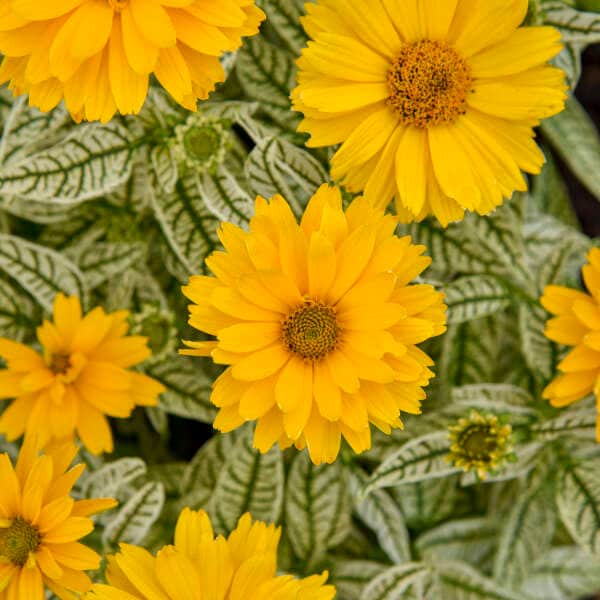 False Sunflower ‘Bit of Honey' - Golden Yellow Flowers atop white variegated leaves- Heliopsis Perennial- Attracts Birds and Pollinators