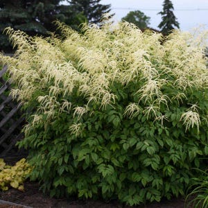 May include: A large bush with feathery white flowers. The bush is in full bloom and the flowers are delicate and airy.