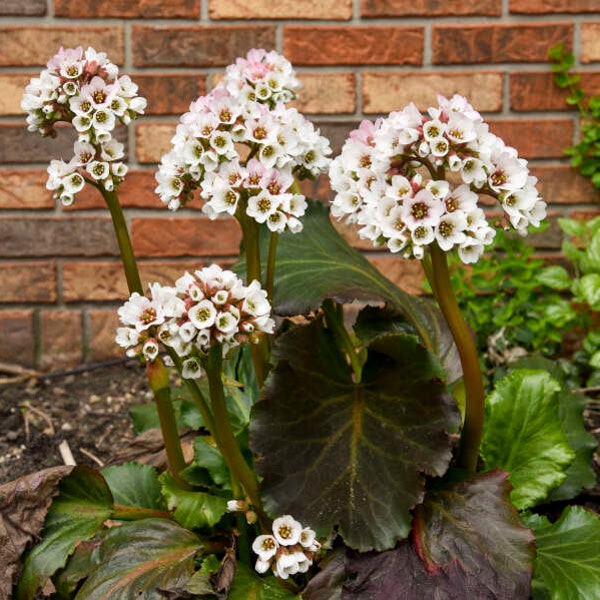 Pigsqueak ‘Happily Ever After’ - Huge White Flowers on Dark Red Stems - Bergenia - Perennial - Critter resistant - Attracts Pollinators
