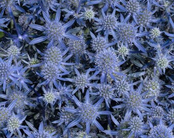 Sea Holly 'Blue Glitter' -Blue flowers, great for Bouquets & Dried Flowers - Eryngium Perennial -Attracts Pollinators- Deer and Rabbit Proof