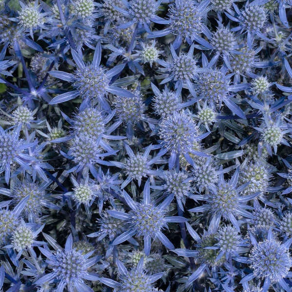 Cardo marino 'Big Blue' con flores y tallos espinosos de un brillante color azul plateado-acero - Planta perenne Eryngium - Resistente a ciervos y conejos - Atrae polinizadores