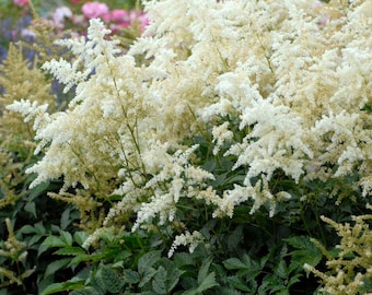 Falsa espirea ‘Deutschland’: flores blancas en tallos largos sobre follaje verde brillante. Astilbe, planta perenne, resistente a los insectos, ramos de flores.