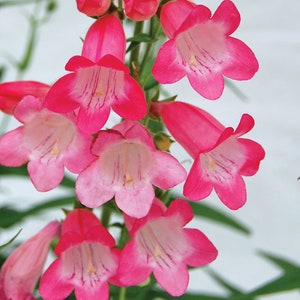 Beardtongue ‘Quartz Rose' - Pink tubular bell flowers with white throats Penstemon Perennial-Attracts Pollinators -flower arrangements