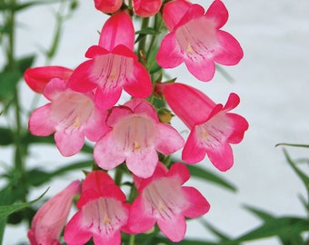 Beardtongue ‘Quartz Rose' - Pink tubular bell flowers with white throats Penstemon Perennial-Attracts Pollinators -flower arrangements