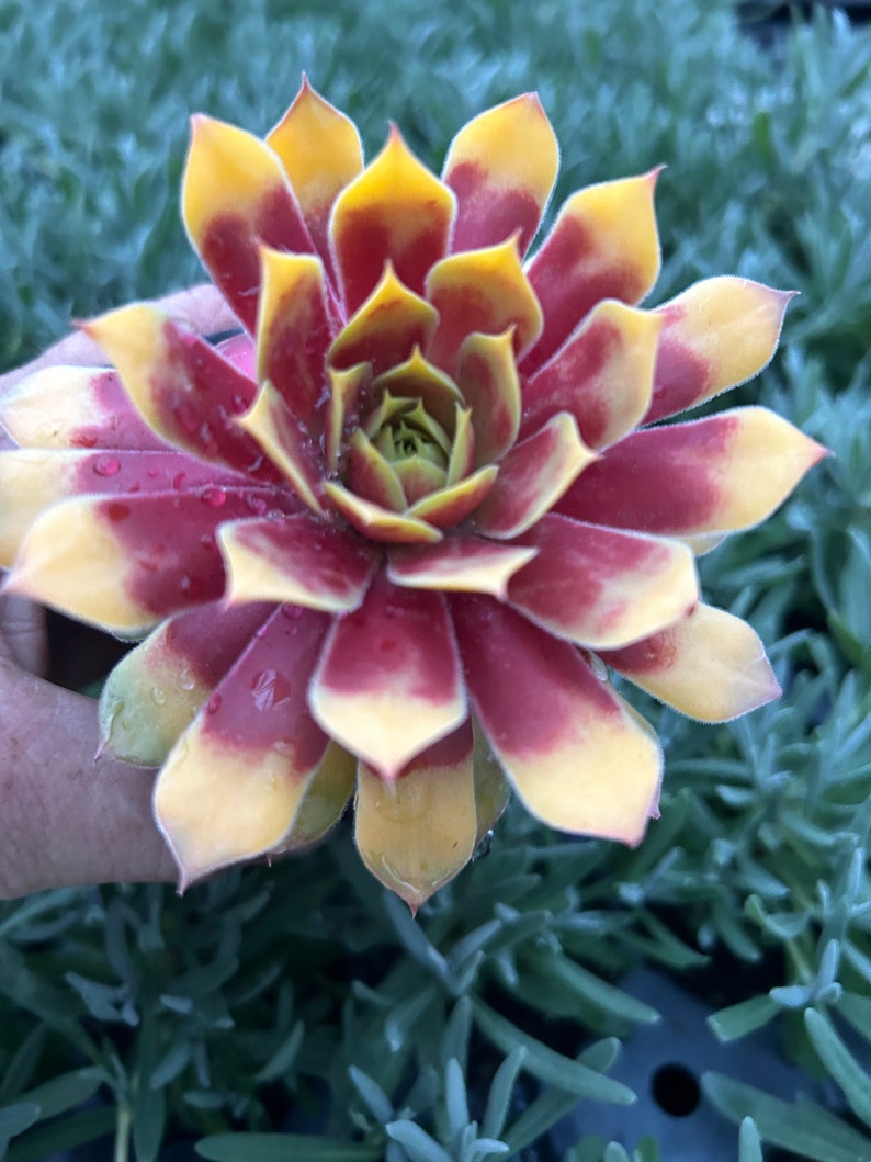 Hen and Chicks Chick Charms Gold Rush - Thumbnail 2