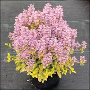 May include: A close-up of a flowering plant with clusters of small, light purple flowers. The plant has bright yellow-green leaves and is potted in a dark container. The plant is in full bloom.