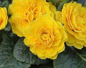 Primrose &#39;Spring Sun’- Masses of Large, Rose-like Fragrant, Double Bright Yellow Flowers-Primula Perennial-Attracts pollinators-Shade Garden