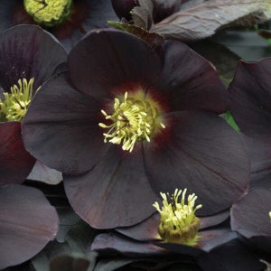 Rosa de Cuaresma 'New York Night', enormes flores negras simples de 7,6 cm (3 pulgadas) - Helleborus, perenne de hoja perenne - resistente a ciervos y conejos.