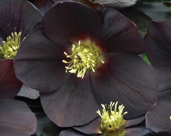 Lenten Rose 'New York Night' has 3” Single Black Flowers - Helleborus - Evergreen Perennial - deer and rabbit Proof