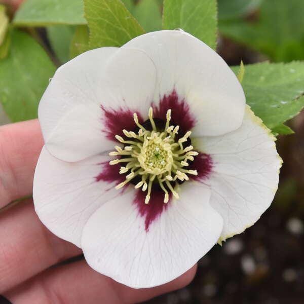 Lenten Rose 'swiss Alps' Huge 3”+ Single Flowers With Burgundy Eye