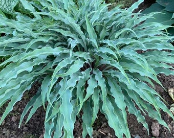 Hosta ‘Silly String’ - Blue Wavy Strings in the Garden….What? That’s “Silly” Strings a New Dwarf Hosta