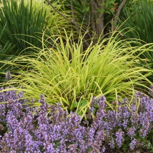 Grass Fountain ‘Lemon Squeeze’ - Arching, bright golden leaves - Perennial Grass - deer and rabbit proof