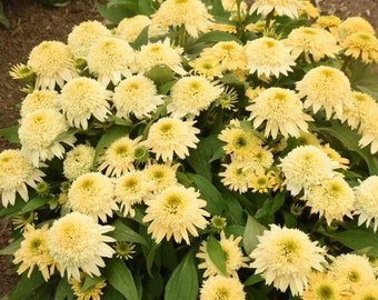 Coneflower ‘Butter Pecan’ - New! Double Buttery Melon Flowers - Echinacea Double Coded Series - Perennial  - Attracts Birds and Pollinators