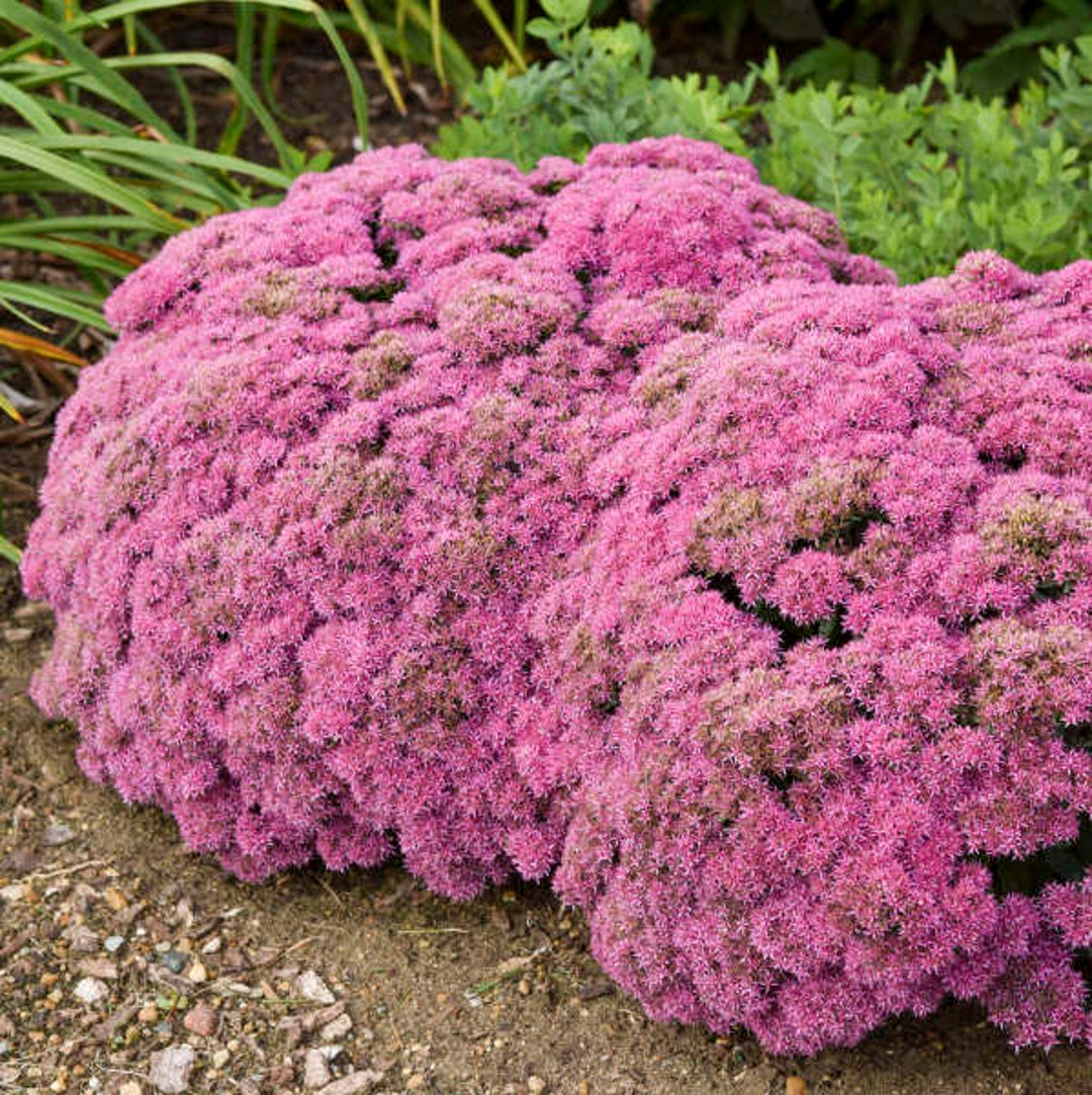 Stonecrop powderpuff Evergreen Bluegreen, Pink Flowers Sedum perennial