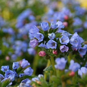 May include: Close-up of a cluster of blue and purple flowers with green stems and leaves. The flowers have a bell-like shape and are in various stages of bloom. The background is blurred, suggesting a natural outdoor setting.