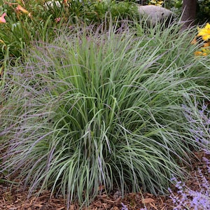 Grass Little Bluestem 'Twilight Zone’ -upright blue leaves with silvery mauve purple cast- Schizachyrium Perennial Grass-Deer & Rabbit Proof