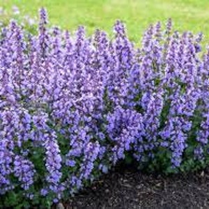 K&ouml;nnte beinhalten: Eine Reihe von lila bl&uuml;henden Pflanzen mit gr&uuml;nen Bl&auml;ttern. Die Pflanzen wachsen in einem Garten.