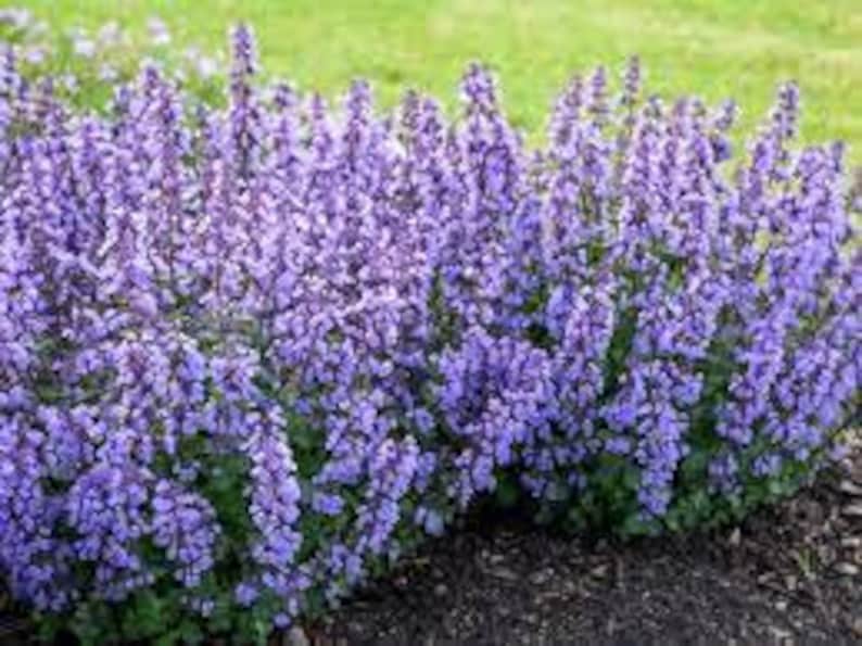 K&ouml;nnte beinhalten: Eine Reihe von lila bl&uuml;henden Pflanzen mit gr&uuml;nen Bl&auml;ttern. Die Pflanzen wachsen in einem Garten.