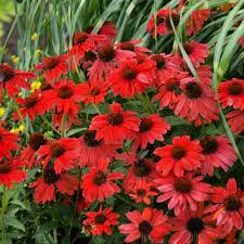 Coneflower 'sangrita Sombero' Fiery Red-orange Flowers, Mature