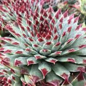 May include: A close-up of a succulent plant with green and red leaves arranged in a rosette pattern.