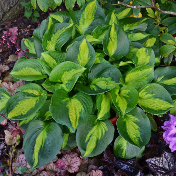 Hosta ‘Pocketful of Sunshine’ Dark Green round, cupped leaves with variegated golden-yellow centers-Hosta Perennial Plant-Shade Garden