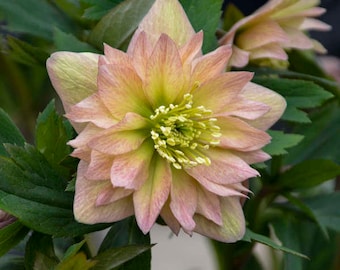 Lenten Rose Mother of the Bride' has 3", Double Apricot Flowers with a light Pink Picotee edge- deer and rabbit Proof