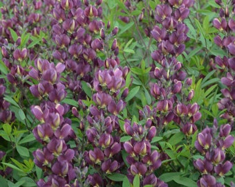 False Indigo ‘ Burgundy Blast’ - Dark Wine-Burgandy-Purple flowers  - Baptisia Perennial - Deer & Rabbit  Proof - attract pollinators