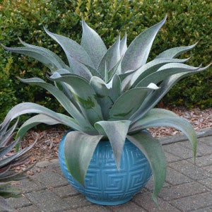 May include: A large, silvery-green agave plant with spiky leaves is potted in a blue ceramic planter with a geometric pattern. The planter is sitting on a gray brick patio.
