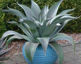 Mangave ‘Aztec King’ - Huge Upright Silver Blue leaves with Burgundy Specks- Succulent Perennial- Deer and Rabbit Proof