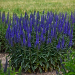 Speedwell ‘Wizard of Ahhs’ -Long Spikes of Vivd Blue-Violet flowers compact plants-Veronica Perennial-Attracts Butterflies and Pollinators