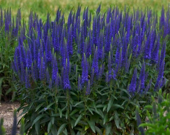 Speedwell ‘Wizard of Ahhs’ -Long Spikes of Vivd Blue-Violet flowers compact plants-Veronica Perennial-Attracts Butterflies and Pollinators