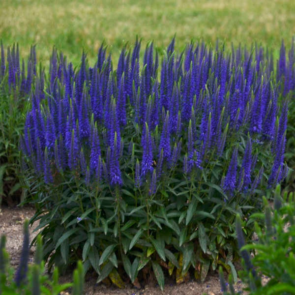 Speedwell ‘Wizard of Ahhs’ -Long Spikes of Vivd Blue-Violet flowers compact plants-Veronica Perennial-Attracts Butterflies and Pollinators
