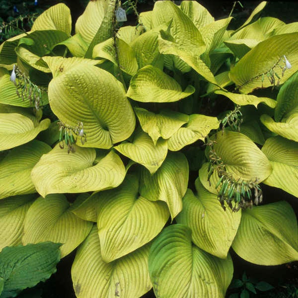 Hosta ‘Key West’ - Giant Vase like clump of Large, Intense Gold, heart shaped leaves - Hosta Perennial - Attracts pollinators- Shade Garden