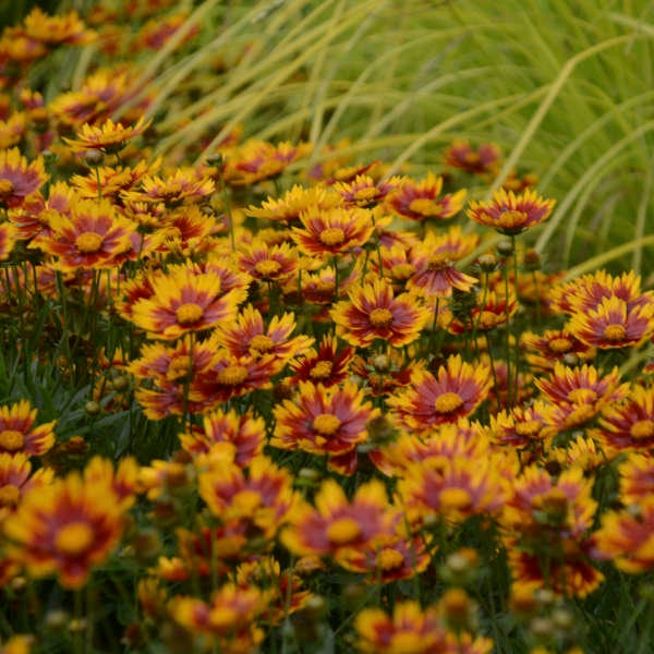 Tickseed ‘Daybreak’ -Long blooming, Bicolor Orange-Red center and fringed, gold tips - Coreopsis - Perennial - Attracts Pollinators