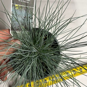 Plant pictured in early spring growing in a quart size pot 4 1/2 inches wide by 5 inches tall