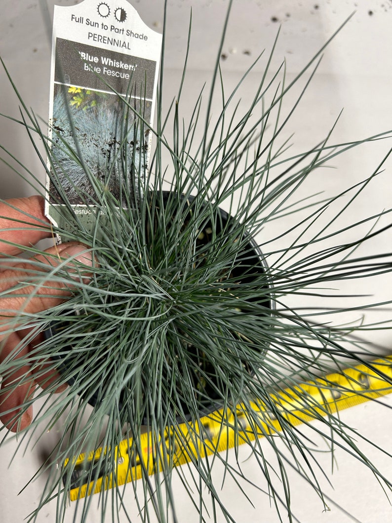Plant pictured in early spring growing in a quart size pot 4 1/2 inches wide by 5 inches tall