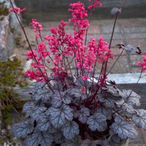 Coral Bells ‘Timeless Treasure’ -Evergreen Pewter Leaves with Dark Veins, Rose Flowers, Red Stems -Heuchera Perennial -Deer &  Rabbit Proof