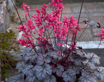 Coral Bells ‘Timeless Treasure’ -Evergreen Pewter Leaves with Dark Veins, Rose Flowers, Red Stems -Heuchera Perennial -Deer &  Rabbit Proof