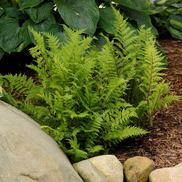 Fern Lady ‘Lady in Red’ - Dark Green Upright fronds on vibrant Burgundy-Red stems-Critter Proof - Perennial Fern Athyrium Felix-femina