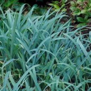 Sedge American 'Blue Bunny' Frosty Blue wide leaves,Compact slightly arching Evergreen foliage-Carex Native Perennial Sedge Grass-Deer Proof