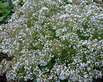 Gypsophile 'Festival Star' - De nombreuses petites fleurs doubles blanches sur une plante compacte - Gypsophile vivace - Bouquets de fleurs fraîches et séchées