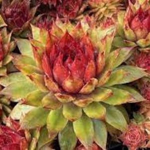 Hen & Chicks ‘Pineapple Paradise’-Evergreen Pineapple Yellow Leaves, Burgandy Tones- Sempervivum Perennial Succulent - attracts pollinators