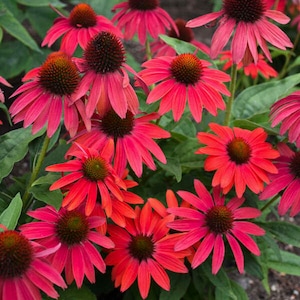 Coneflower ‘Firefinch’- Flowers of Vibrant multicolored Red Shades -Summersong Series- Echinacea Perennial - Attracts Birds and Pollinators