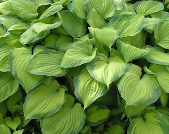 Hosta 'Guacomole' Super glossy Green-Gold Variegated leaves with Fragrant White Flowers-Hosta Perennial- Shade Garden - Attracts Pollinators