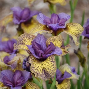 May include: Close-up of several iris flowers with purple and yellow petals. The petals have a unique pattern of yellow veins against a purple background. The flowers are in full bloom, showcasing their intricate details and vibrant colors.