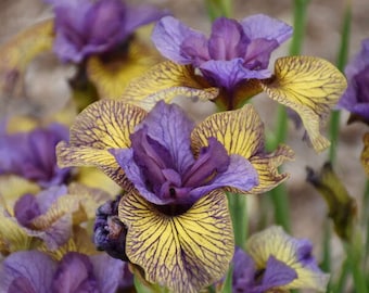 Iris Siberian ‘Purring Tiger’ Unique, Large 5” Lavender-Purple flowers with golden falls, purple veins-Iris Perennial Plant-Flower Bouquets