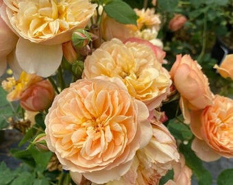 Rose Bush ‘Flavorette ‘Honey-Apricot’-Fragrant Orange-Apricot full Flowers- Landscape Shrub Rose - attracts pollinators -flower arrangements
