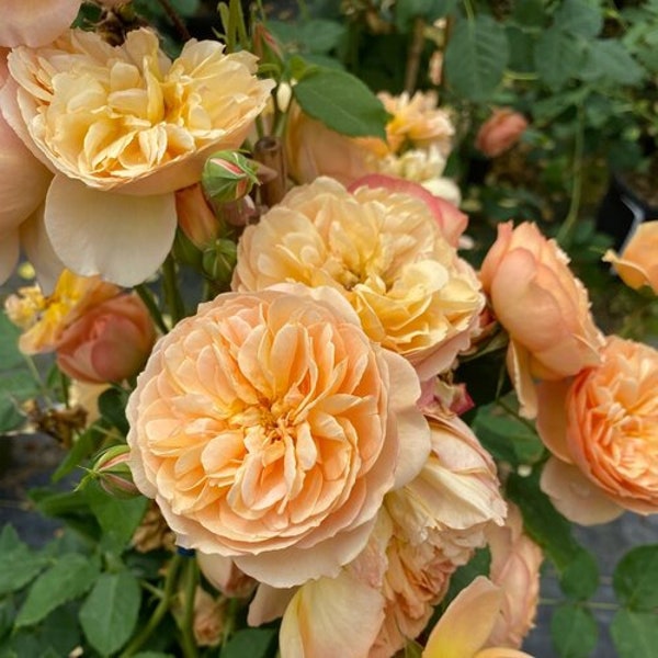 Rose Bush ‘Flavorette ‘Honey-Apricot’-Fragrant Orange-Apricot full Flowers- Landscape Shrub Rose - attracts pollinators -flower arrangements